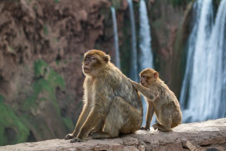 Private Day Trip to Ouzoud Waterfalls from Marrakech