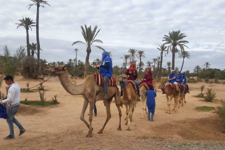 Camel Ride in the Palm Grove of Marrakech: Experience the Oasis